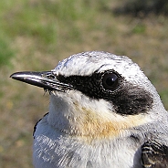 Stenskvätta, Sundre 20110606